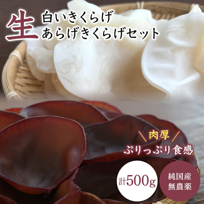 きくらげ 生白いきくらげ・生あらげきくらげセット / 田辺市 生 天然 無添加 栄養豊富 中華料理 サラダ