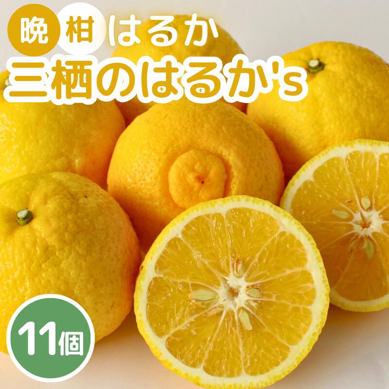 [2026年 先行予約]晩柑 はるか 三栖の『はるか』's11個入 ※2026年2月中旬〜3月上旬頃に順次発送予定[数量限定・2026年1月31日まで受付] / 和歌山県産 みかん ミカン 柑橘 果物 フルーツ ピール マーマレード さっぱり 田辺市 希少 晩柑
