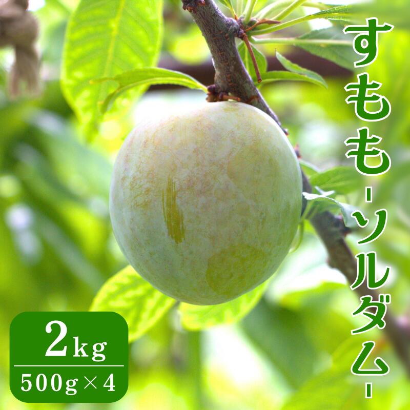 先行予約　すもも（ソルダム）2kg ※2024年7月初旬～中旬頃に順次発送予定【期間限定・数量限定・2024/6/30まで】 / 和歌山県 お取り寄せ 期間限定 夏 フルーツ 果物