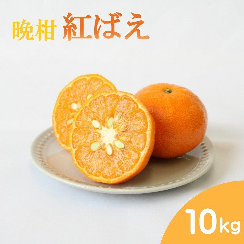 【ふるさと納税】【先行予約】晩柑 紅ばえ　10kg【2025年1月上旬以降順次発送】 / 和歌山県 田辺市 みかん 晩生 柑橘