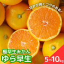 【ふるさと納税】【2025年分先行予約】極早生みかん ゆら早生 選べる容量【10月上中旬以降順次発送予定】 / 和歌山県 田辺市 みかん 早生みかん 柑橘(4)