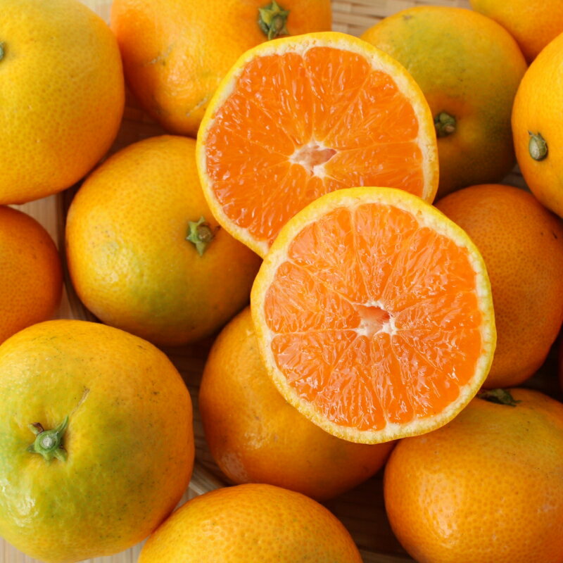 2025年分先行予約極早生みかん ゆら早生　選べる容量10月上中旬以降順次発送予定