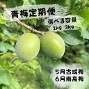 【ふるさと納税】【先行予約】【2回定期便】【期間限定・2026/4/30まで】中山農園「青梅」定期便 古城梅・南高梅【選べる容量】※2026年5月中旬以降随時発送予定 / 紀州南高梅 梅シロップ 梅ジュース 梅酒 和歌山県