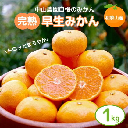 【先行予約】完熟早生みかん　宮川早生1kg※2024年12月から順次発送予定※ （期間限定・12/20まで）/ 和歌山県 ミカン フルーツ 果物 柑橘 田辺市