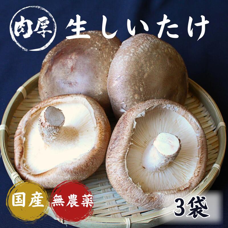 【ふるさと納税】龍神マッシュの生しいたけ3袋セット （常温配送）/ 肉厚 無農薬 菌床栽培 きのこ シイタケ 椎茸 和歌山県 田辺市