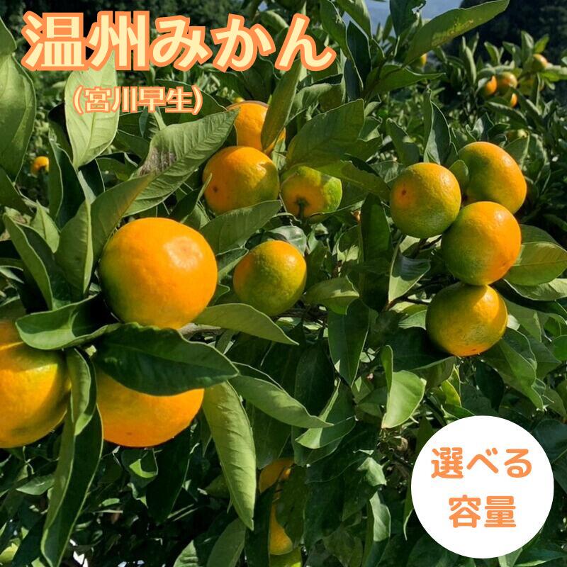 【期間限定・2024/12/5まで】宮川早生みかん 【選べる容量】5kg 10kg / 和歌山県 温州みかん ミカン フルーツ 果物 柑橘 田辺市