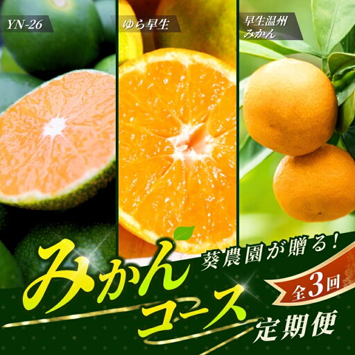 【ふるさと納税】 【全3回定期便】\新登場/ 【先行予約】 紀州葵農園 こだわりみかんコース 【秀品】 サイズ混合 (ゆら早生・早生温州・極早生みかんYN-26 各5kg) ※25年9月より3回 / みかん 定期便 柑橘 ゆら早生 温州みかん フルーツ 早生みかん 和歌山 田辺市 【ふるさと納税】 【全3回定期便】\新登場/ 【先行予約】 紀州葵農園 こだわりみかんコース 【秀品】 サイズ混合 (ゆら早生・早生温州・極早生みかんYN-26 各5kg) ※25年9月より3回 / みかん 定期便 柑橘 ゆら早生 温州みかん フルーツ 早生みかん 和歌山 田辺市