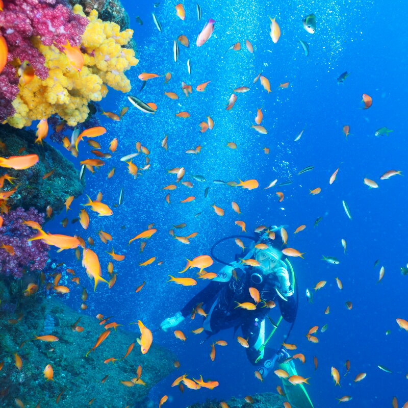 【ふるさと納税】 【和歌山 田辺・体験／1ボートダイビング】気軽に水中の世界を体験♪ / ダイビング スキューバダイビング ファンダイビング マリンスポーツ 体験 旅行 観光 レジャー アウトドア サンゴ 熱帯魚 水中 癒し 2