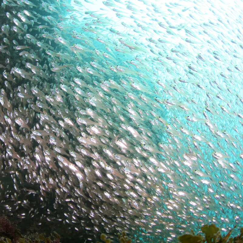 【ふるさと納税】 【和歌山 田辺・体験／1ボートダイビング】気軽に水中の世界を体験♪ / ダイビング スキューバダイビング ファンダイビング マリンスポーツ 体験 旅行 観光 レジャー アウトドア サンゴ 熱帯魚 水中 癒し 3