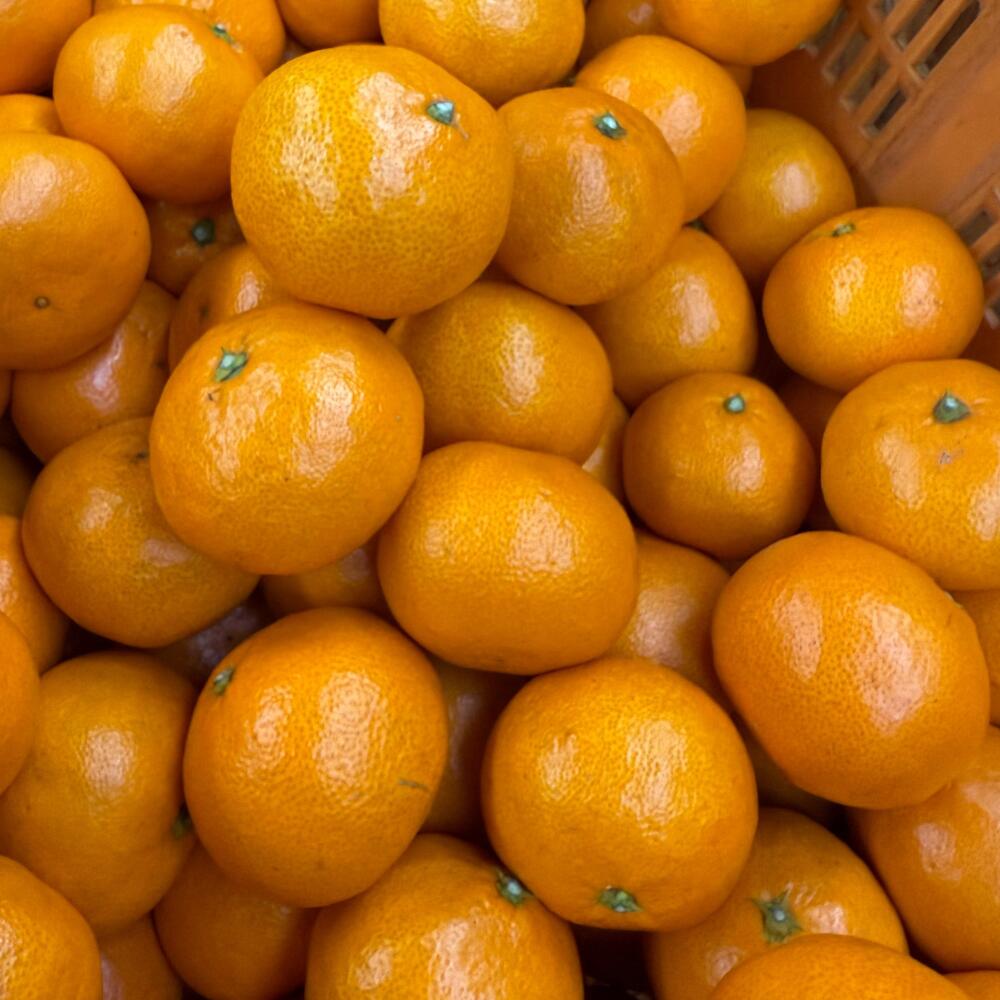 【ふるさと納税】 【全4回定期便】和歌山みかん満喫定期便 （早生みかん・ぽんかん・季節のお任せ柑橘・せとか各3kgずつ） ※2025年12月より4回お届け / みかん 定期便 柑橘 せとか フルーツ 早生みかん ミカン 和歌山 果物 田辺市 くだもの