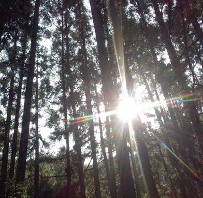 【ふるさと納税】 熊野の香り 香りくらべ セット 精油 アロマオイル