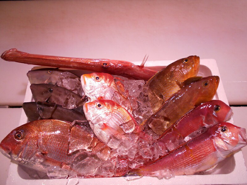 【ふるさと納税】 ＼朝どれ新鮮／ 鮮魚セット (大) 約4〜5kg前後 目利きのプロが厳選した旬の魚をその日の内に発送！