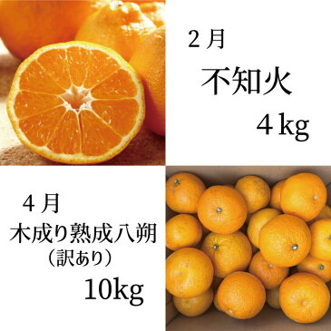 【ふるさと納税】【全6回定期便】偶数月にお届け♪和歌山のフルーツ堪能定期便!不知火・木成り八朔・すいか・巨峰・たねなし柿・有田みかん