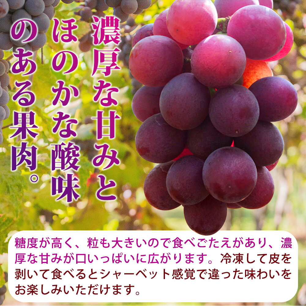 【ふるさと納税】 【全4回】 紀州和歌山産旬のフルーツセット (巨峰・シャイン・みかん・不知火) / 定期便 フルーツ フルーツ定期便 おすすめ 和歌山 果物 くだもの