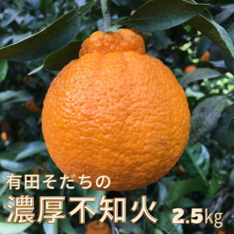 商品詳細 名称： 不知火 内容量： 約2.5kg 賞味期限： 出荷日より7日 保存方法： 直射日光の当たらない、風通しの良い冷暗所で保存。 配送温度帯： 常温 製造者もしくは販売者 有田マルシェ 提供 有田マルシェ 返礼品発送元 有田マルシ...