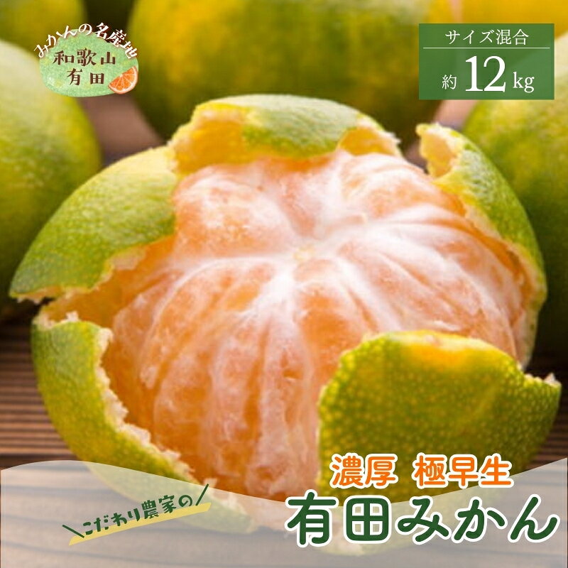 ＜10月中旬〜＞【産地直送】濃厚 極早生 有田みかん 12kg ※2024年10月中旬〜10月下旬頃に順次発送予定