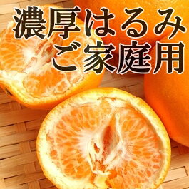 【数量限定】【農家直送】濃厚はるみみかん(ご家庭用)3kg ※2024年1月下旬〜2月下旬頃に順次発送予定