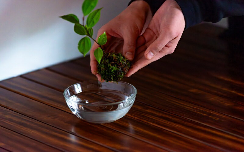 【ふるさと納税】 盆栽職人が作る苔玉(天台烏薬) / ギフト 徐福 伝説 自然 天然 新宮