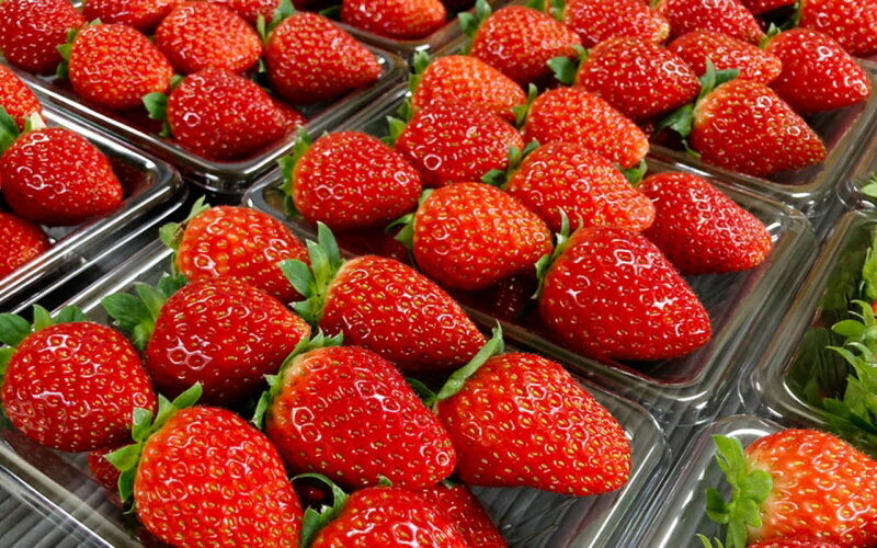 【ふるさと納税】 【先行予約】特大まりひめ いちご 朝摘 6個〜11個入り×4パック 2026年1月中旬～2026年3月末頃に順次発送予定（お届け日指定不可）/ いちご 苺 まりひめ 和歌山 フルーツ 果物 くだもの