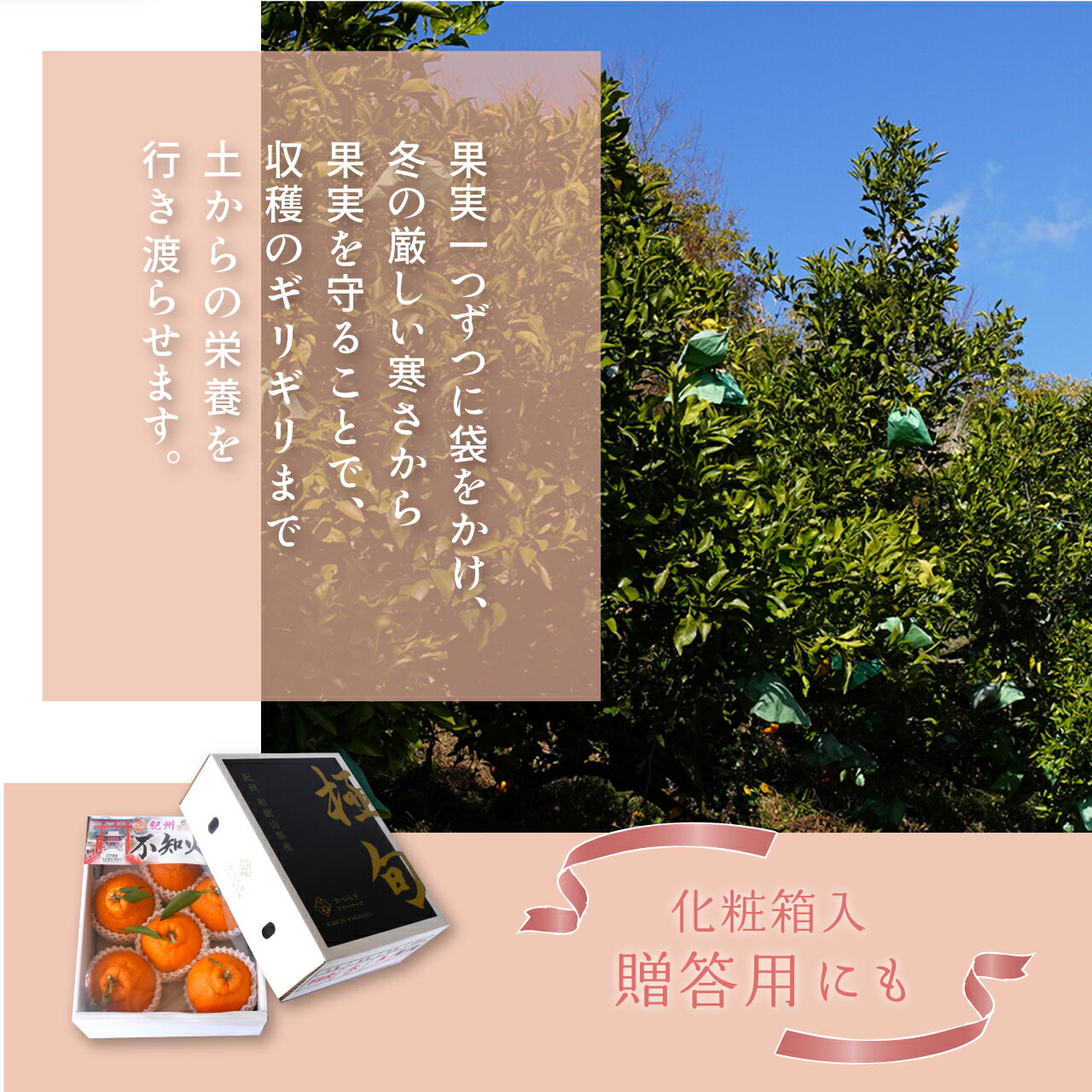 トロピカルマリア　オレンジチャック　皮付き　1Kgx10袋（袋1,050円税別）冷凍　アスク　業務用　ヤヨイ