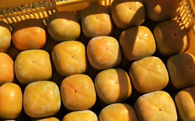 お中元 夏 ギフト 送料無料 ぶどう食べ比べ シャインマスカット ・ 巨峰 BU-90 ｜指定日届※沖縄・離島へは届不可(直)