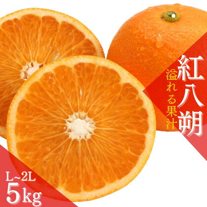 【先行予約】【数量わずか】あふれる果汁！ 希少な紅はっさく 秀品 5kg L～2L 2025年1月初旬～2025年3月末頃に順次発送予定（お届け日指定不可）/ ハッサク 八朔 紅八朔 紅はっさく フルーツ 柑橘 蜜柑 果物 くだもの