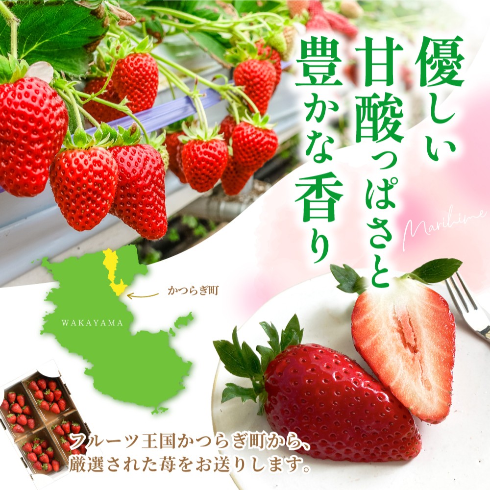 【ふるさと納税】【先行予約】まりひめイチゴ4パック 食べやすいひと口サイズ M～L（15粒～20粒入×4パック）【2027年1月中旬～3月下旬頃順次発送予定（お届け日指定不可）】 / いちご 苺 まりひめ 和歌山 フルーツ 果物 くだもの f302074-shingu-10002452 和歌山県新宮市 サンプル画像2