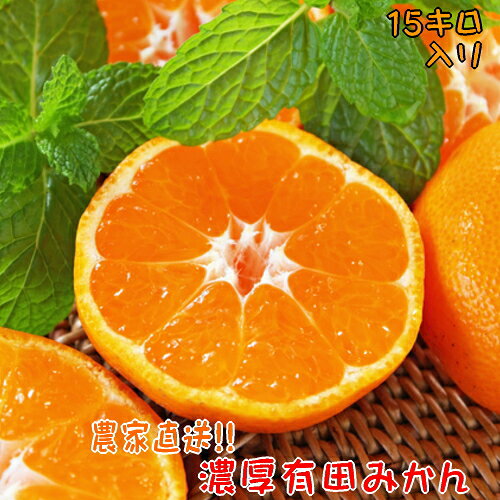 【先行予約 2024年11月〜発送】【産地直送】濃厚 有田みかん 15kg ミカン 蜜柑 果物 フルーツ くだもの 国産 和歌山県広川町 ※2024年11月上旬〜2024年12月下旬頃に順次発送予定