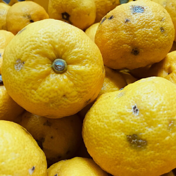 商品詳細 名称： 柚子 内容量： 約1kg（ご家庭用選別）/和歌山県有田産 賞味期限： 出荷日より7日（生ものですので出来るだけお早めにお召し上がり下さい。） 保存方法： 直射日光の当たらない、風通しの良い冷暗所で保存。 配送温度帯： 常温...