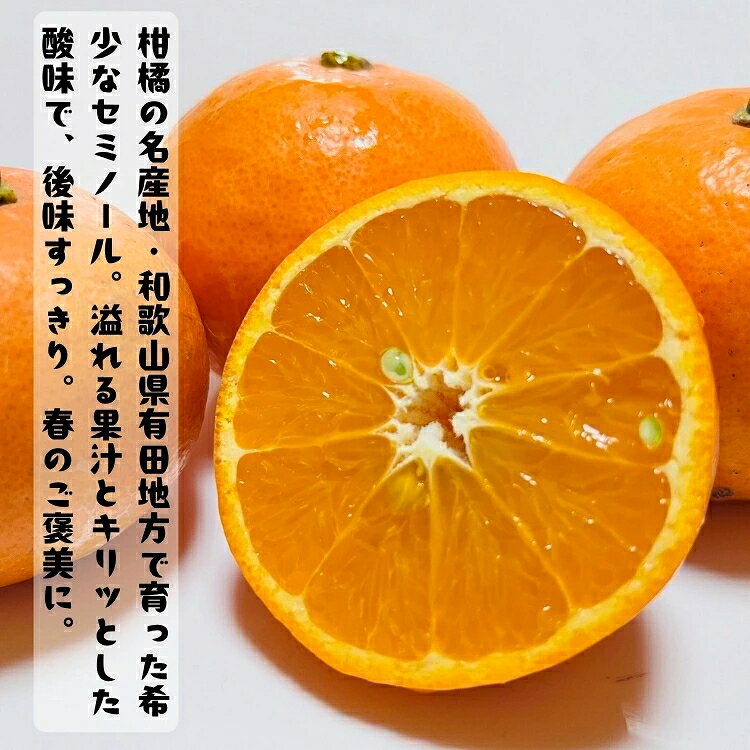 【ふるさと納税】 特撰 有田 育ちの爽快 セミノールオレンジ / みかん 高級 くだもの 晩柑 柑橘 和歌山 ※2027年4月上旬～5月下旬順次発送 ※北海道・沖縄・その他離島地域は発送不可 f302074-shingu-10002535 和歌山県新宮市 サンプル画像2