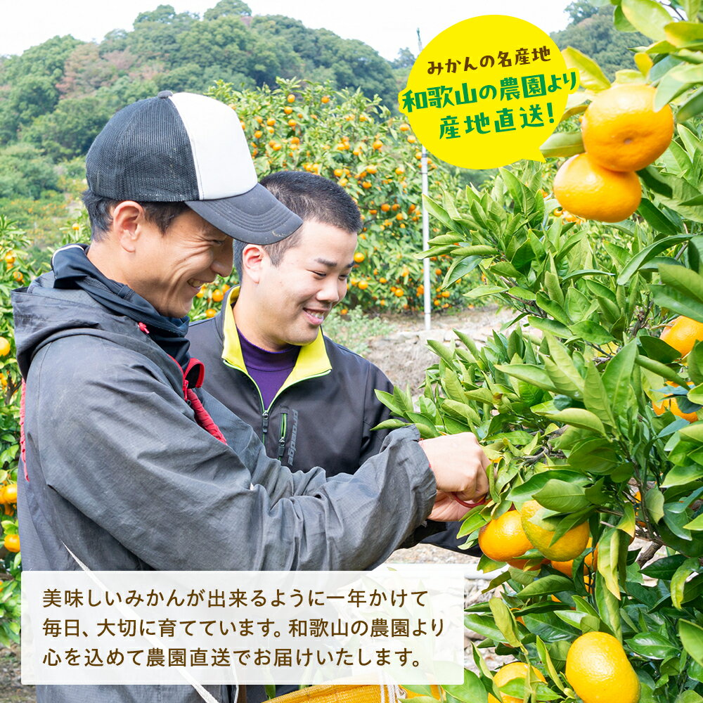 【ふるさと納税】 農園直送!完熟有田みかん【選べる配送月・容量】※2025年11月〜12月に発送予定（お届け日指定不可）
