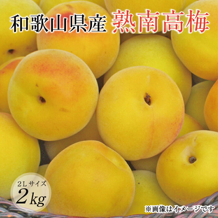 【ふるさと納税】【梅干し・梅酒用】熟南高梅（生梅）2Lサイズ約2kg＜6月中旬から順次発送＞