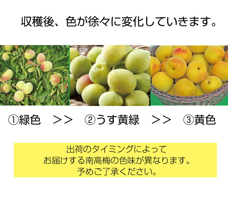 【ふるさと納税】【梅干し・梅酒用】熟南高梅（生梅）2Lサイズ約10kg＜6月中旬より順次発送＞