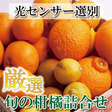 【ふるさと納税】厳選 旬の柑橘詰合せ5kg+150g（傷み補償分）【有田の春みかん詰め合わせ・フルーツ詰め合せ・オレンジつめあわせ】【光センサー選別】＜2023年1月～4月下旬ごろに順次発送＞