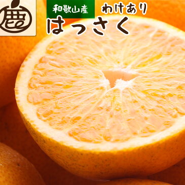 【ふるさと納税】家庭用はっさく5.5kg+165g（傷み補償分）【八朔・ハッサク】【わけあり・訳あり】【光センサー選別】 ＜2023年1月～2023年3月下旬ごろに順次発送＞