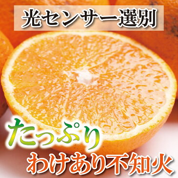 【ふるさと納税】家庭用　不知火6.5kg+195g（傷み補償分）【デコポンと同品種】【わけあり・訳あり】【しらぬひみかん・しらぬい】【光センサー選別】＜2023年2月～2023年3月下旬ごろに順次発送＞