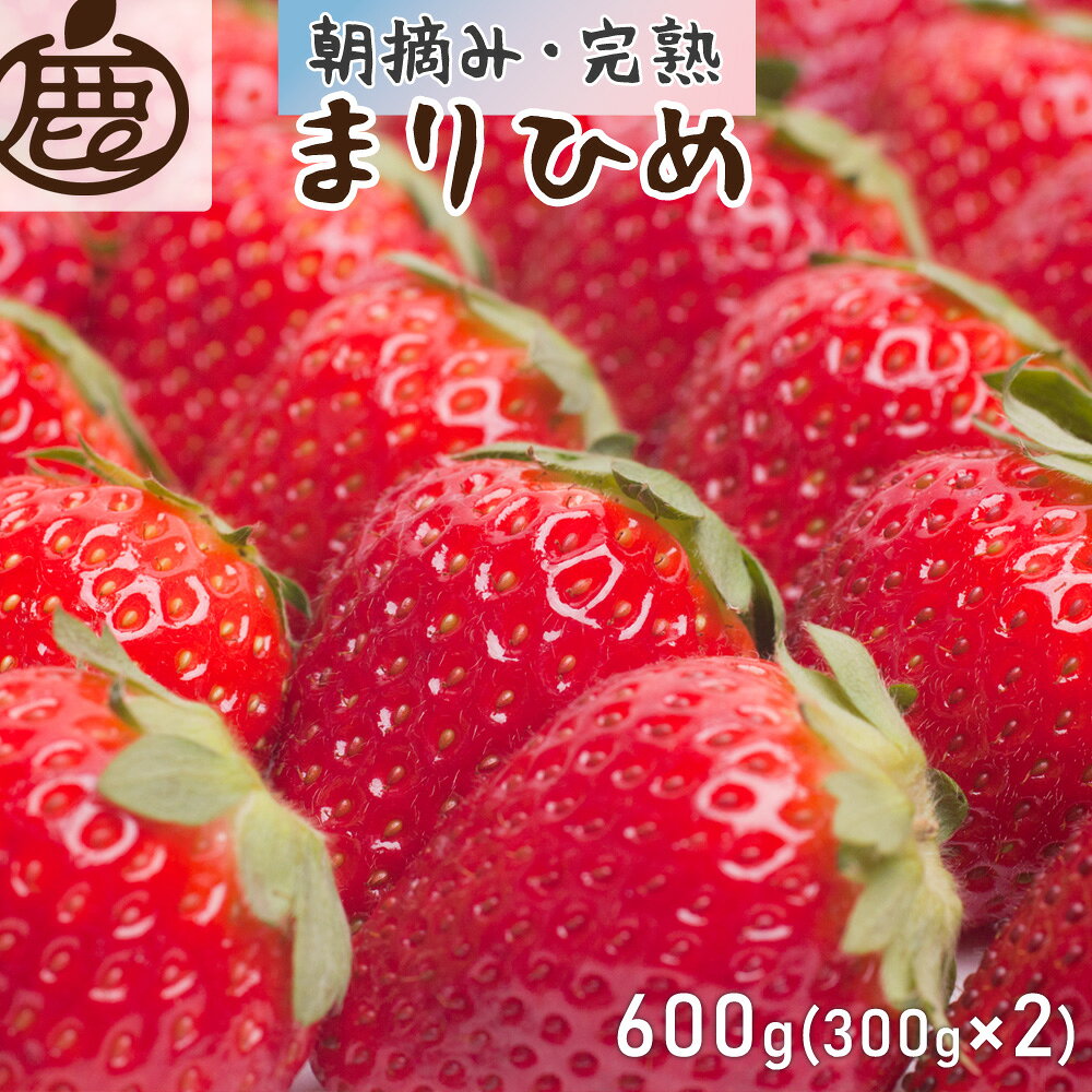 ＜1月より発送＞朝摘み完熟まりひめ 約600g（300g前後×2トレイ）【和歌山ブランド苺まりひめ】【こだわりの土耕栽培のいちごを農家直送】 ※2024年1月上旬〜4月上旬頃に順次発送予定 ※北海道・沖縄・離島への配送不可 / いちご 苺 フルーツ 果物 くだもの