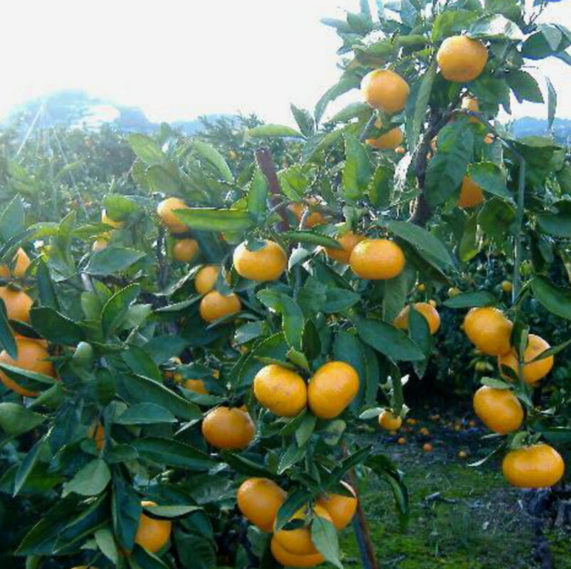 【ふるさと納税】 紀州有田みかん 約10kg 訳あり　キズ　御家庭用　サイズ混合