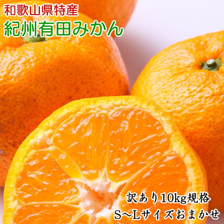 [訳あり規格] 和歌山有田みかん10kg(S〜Lサイズおまかせ)※2024年11月中旬〜1月中旬頃順次発送予定(お届け日指定不可)