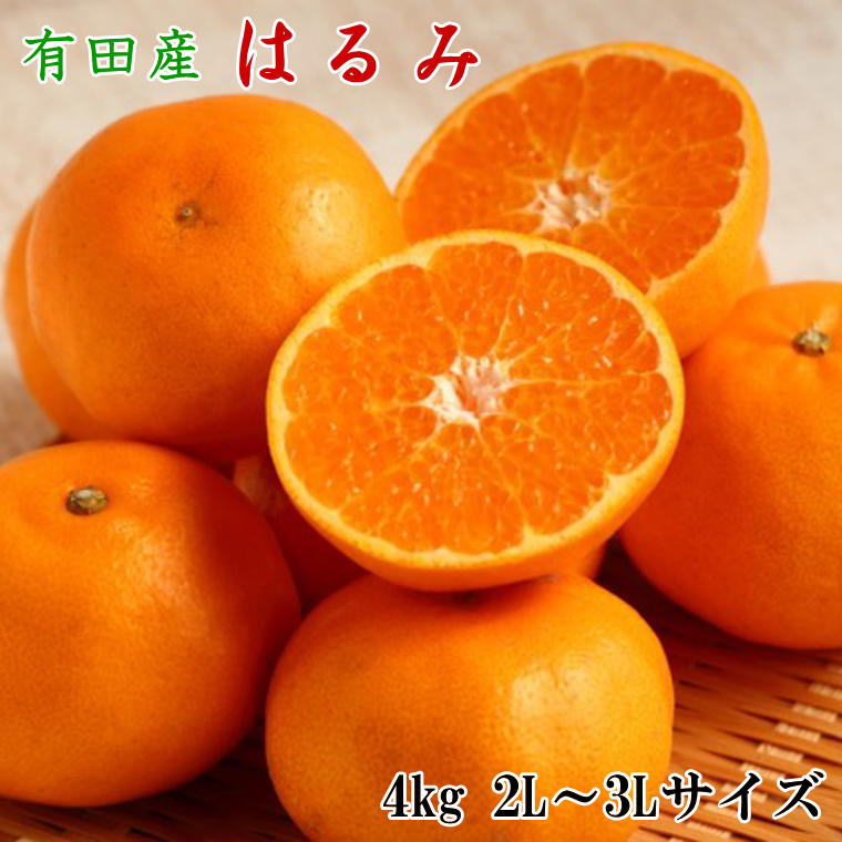 [厳選・濃厚]紀州有田産のはるみ約4kg(2L〜3Lサイズおまかせ) ※2025年1月下旬〜2025年2月中旬頃に順次発送予定(お届け日指定不可)