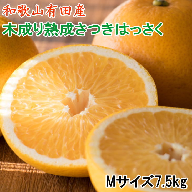 こだわりの和歌山有田産木成り熟成さつき八朔7.5Kg（Mサイズ）※※2024年4月上旬〜4月下旬ごろ順次発送（お届け日指定不可）