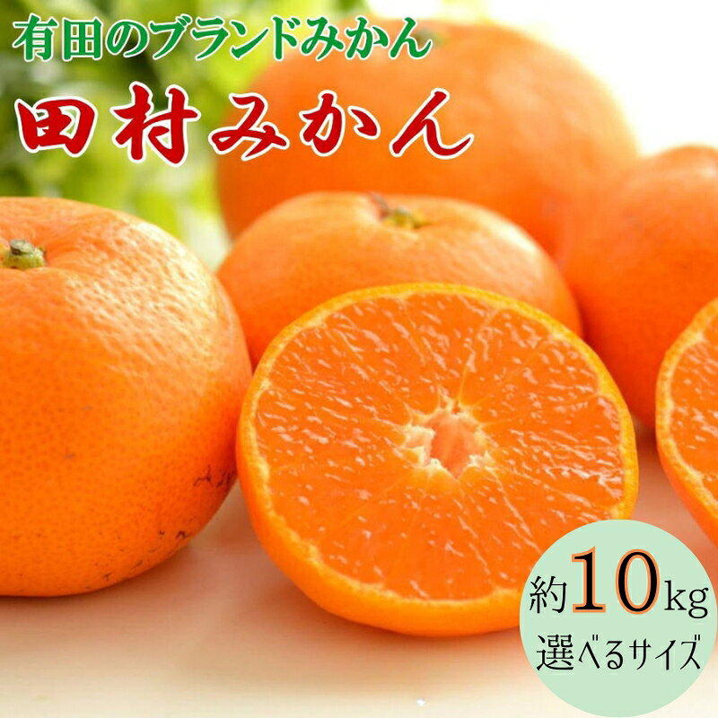 【ブランドみかん】田村みかん 約10kg【選べるサイズ】 【2025年11月下旬～2025年12月下旬頃順次発送】（お届け日指定不可）/ みかん 柑橘 果実 和歌山 田村みかん ミカン 果物 フルーツ 和歌山 有田みかん 有田