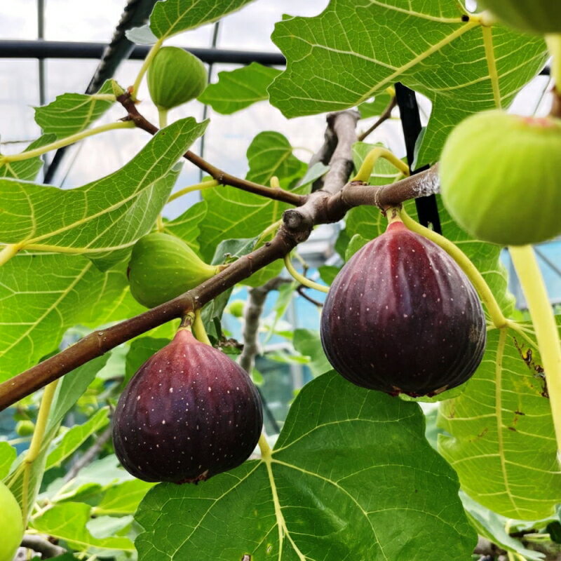 �ڤդ뤵��Ǽ�ǡۡڥϥ������ݡ��²λ��������崰�Ϥ�������12������ ��2026ǯ8���ܡ�2026ǯ10���ܺ�ȯ��ͽ�� / �������� ̵�ֲ� �������� ��ʪ ������� �²λ�