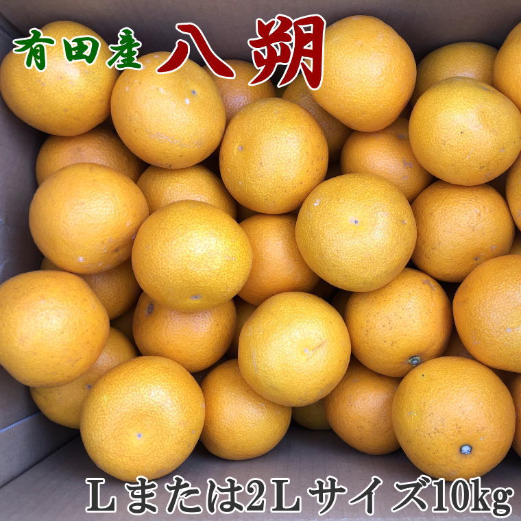 【ふるさと納税】 【手選果】有田産の八朔10kg(Lまたは2Lサイズいずれかお届け)<2026年1月下旬~2026年2月下旬頃順次発送予定>