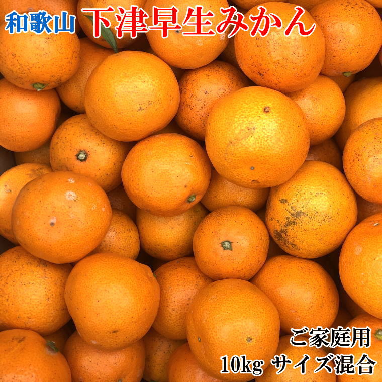 [産直]和歌山下津みかん 10kg(訳ありサイズ混合)※2024年11月中旬〜2025年1月中旬ごろに順次発送(お届け日指定不可)