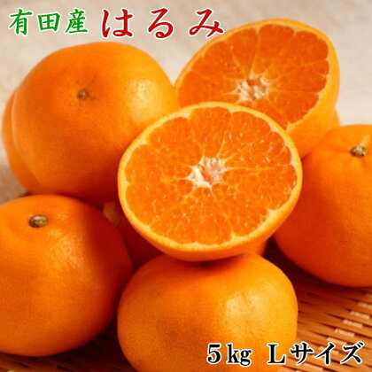 【厳選・濃厚】紀州有田産のはるみ約5kg(Lサイズ) ※2025年1月下旬～2025年2月中旬頃に順次発送予定（お届け日指定不可）