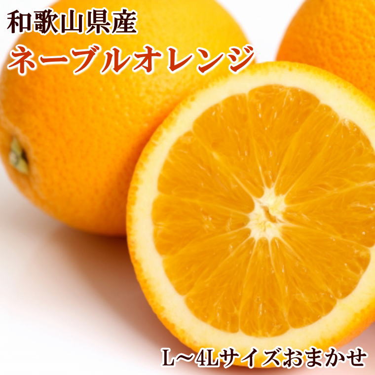 [濃厚]和歌山県産ネーブルオレンジ 15玉〜27玉(L〜4Lサイズおまかせ) ※2024年12月中旬頃より順次発送予定(お届け日指定不可)