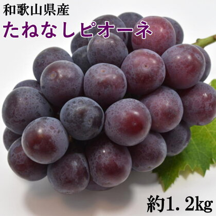 【新鮮・産直】和歌山かつらぎ町産たねなしピオーネ約1.2kg※2024年8月中旬～9月下旬頃順次発送