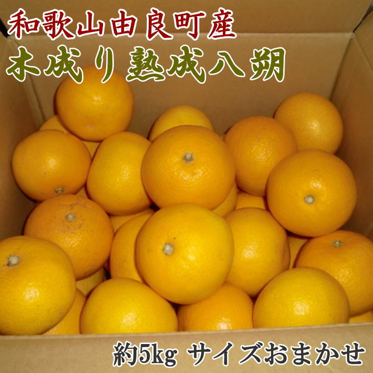 【産直】和歌山由良町産の木成り熟成八朔約5kg(サイズおまかせ) ※2025年3月中旬〜2025年4月下旬頃に順次発送予定（日付指定不可）【tec960】