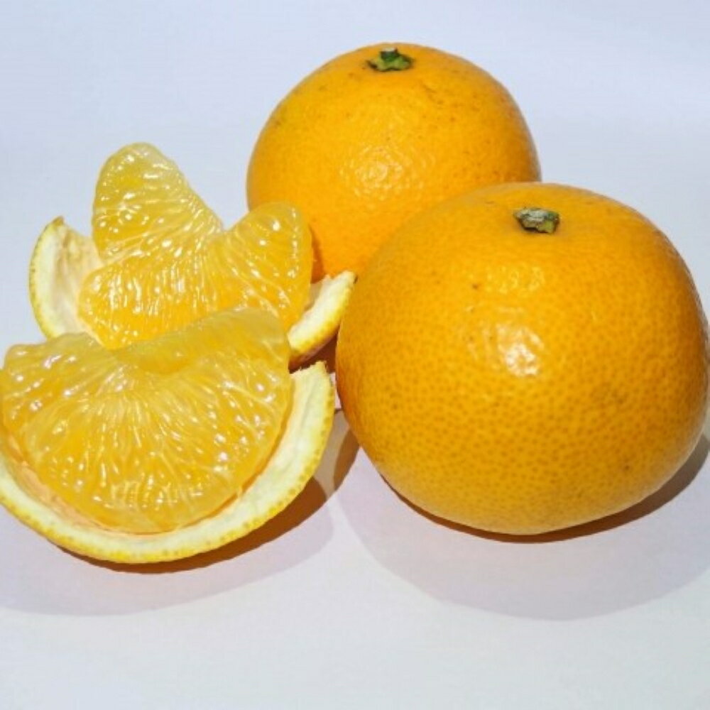 【ふるさと納税】【先行予約】【手選果　訳あり】和歌山由良町産八朔約10kg(サイズ混合・ご家庭用)※2026年1月中旬～2026年2月下旬頃順次発送（お届け日指定不可）